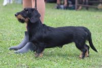 Jamnik standardowy szorstkowłosy s PP - 7