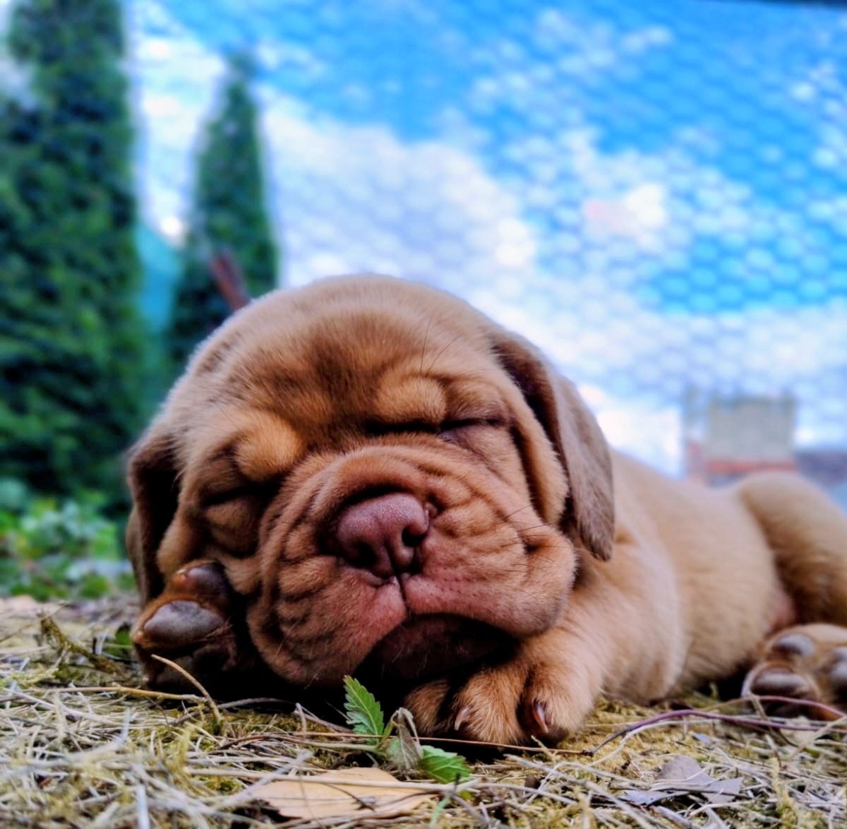 Štěňata bordeauxské dogy s PP - 7