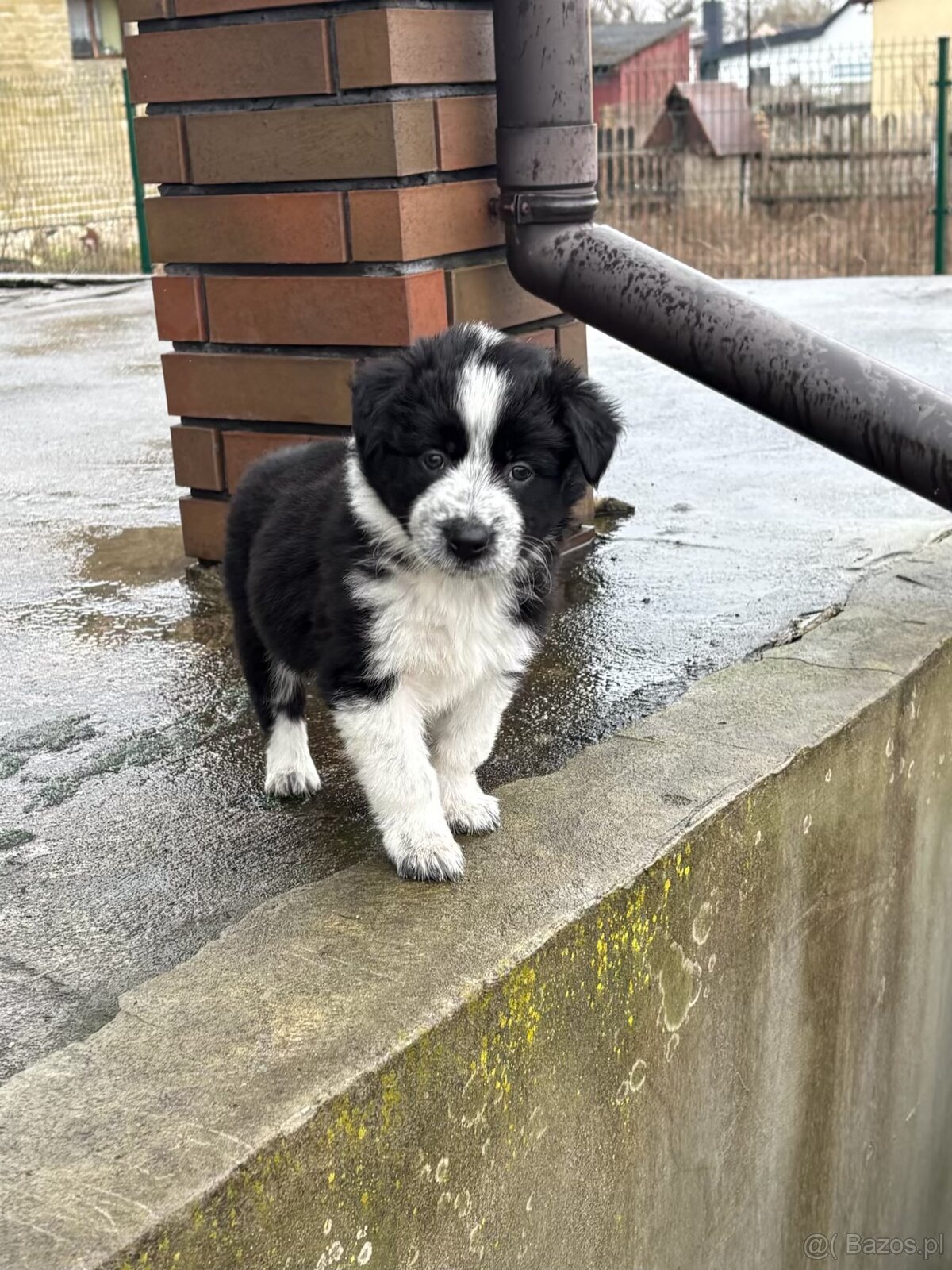 Szczeniaki border collie - 7
