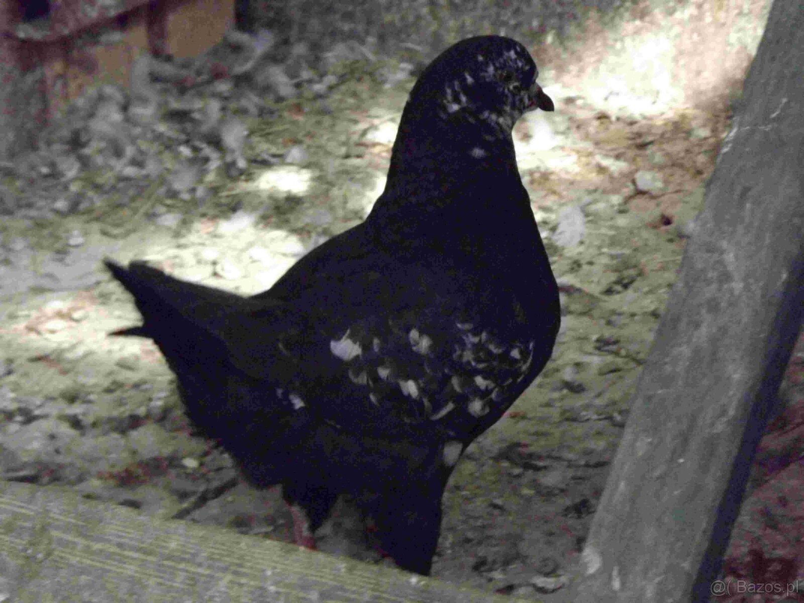 sprzedam gołębie - 7