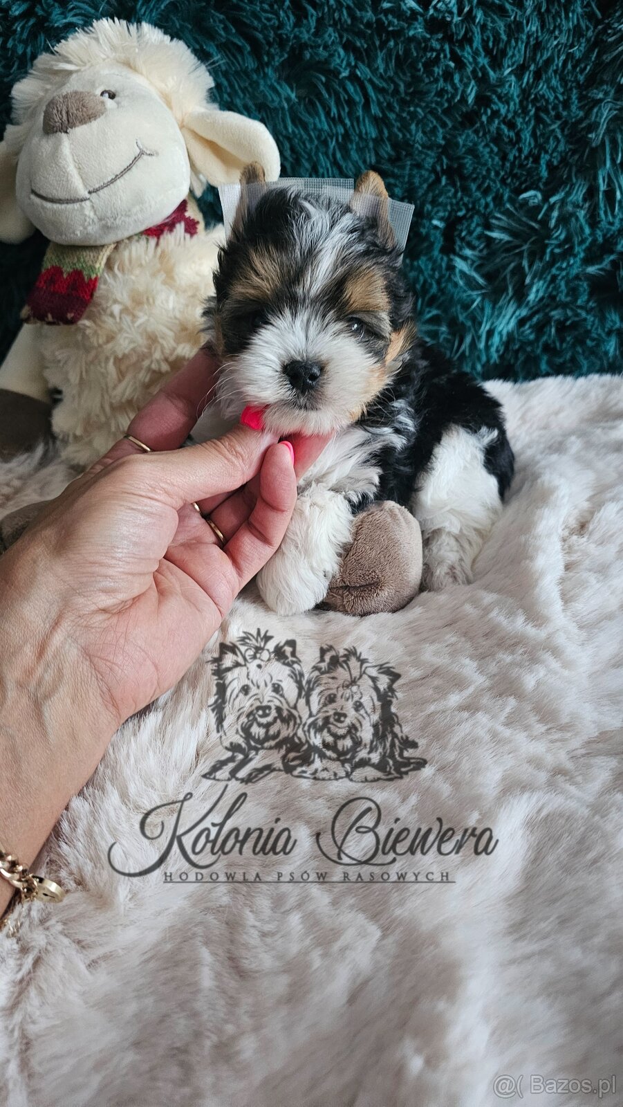 Yorkshire Terrier Biewer (TRICOLOR) piesek PASZPORT - 7