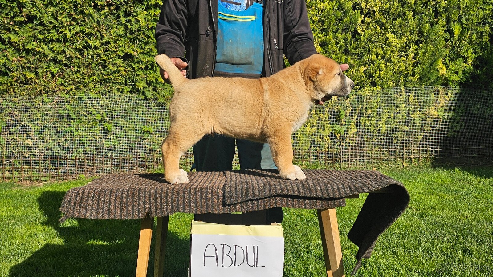 Owczarek środkowoazjatycki – szczenięta z rodowodem - 7