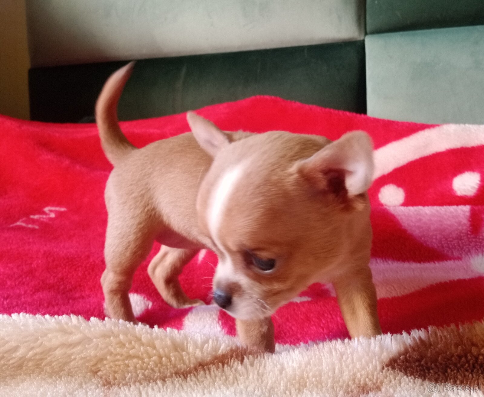 Chihuahua szczenięta - 7