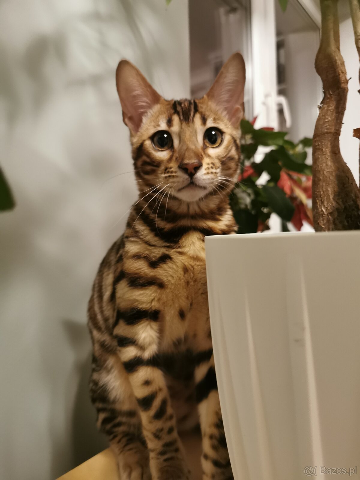 Rodowodowa kotka Bengalska - 7