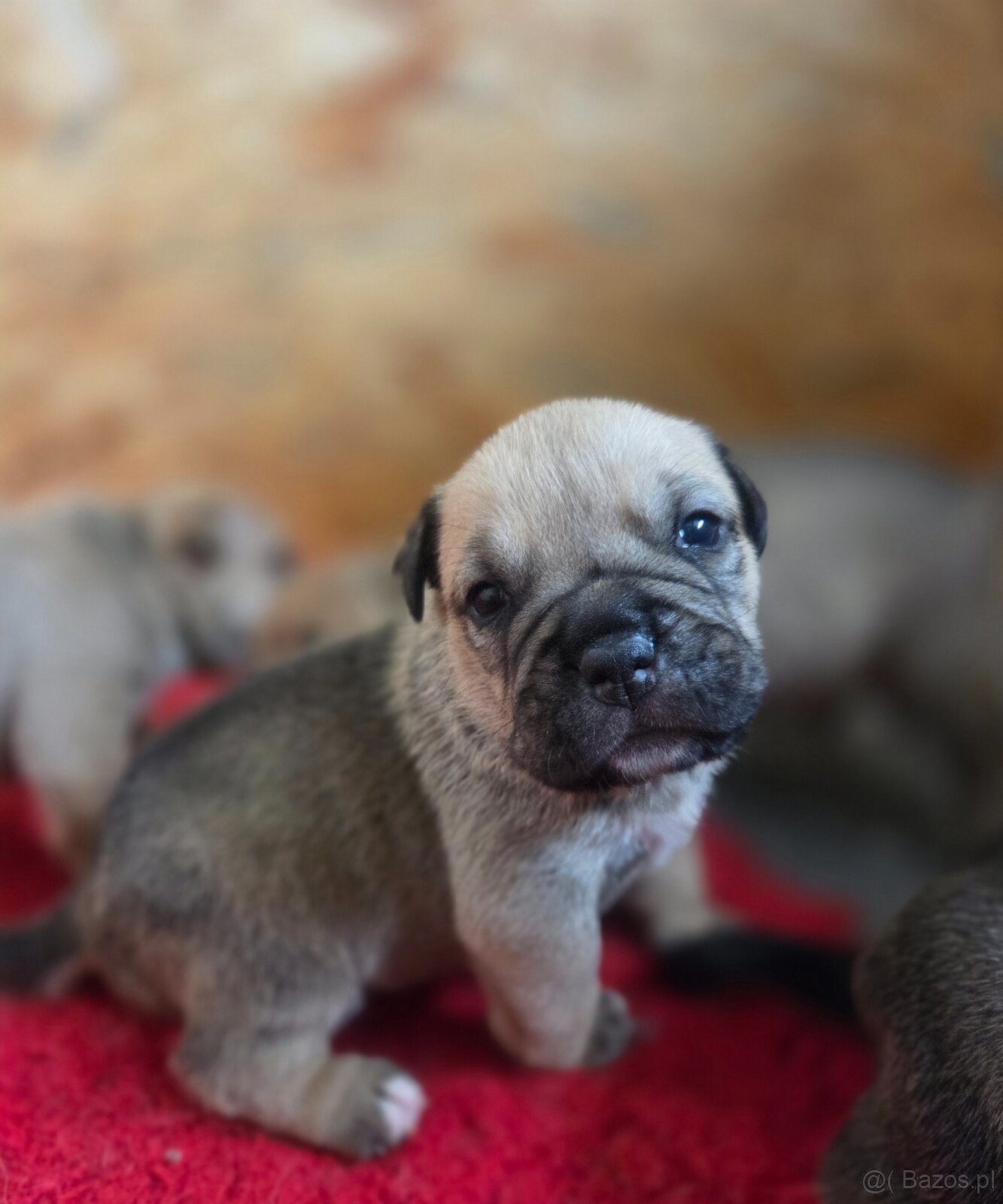 Dog Z Majorki Ca De Bou - 7