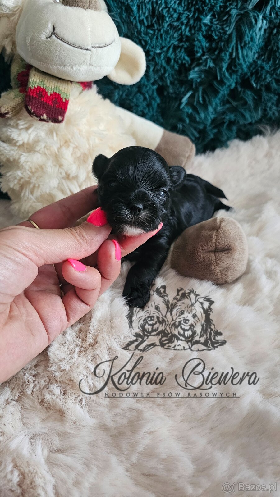 Yorkshire Terrier czarny piesek ( nie wybarwi się) Paszport - 7
