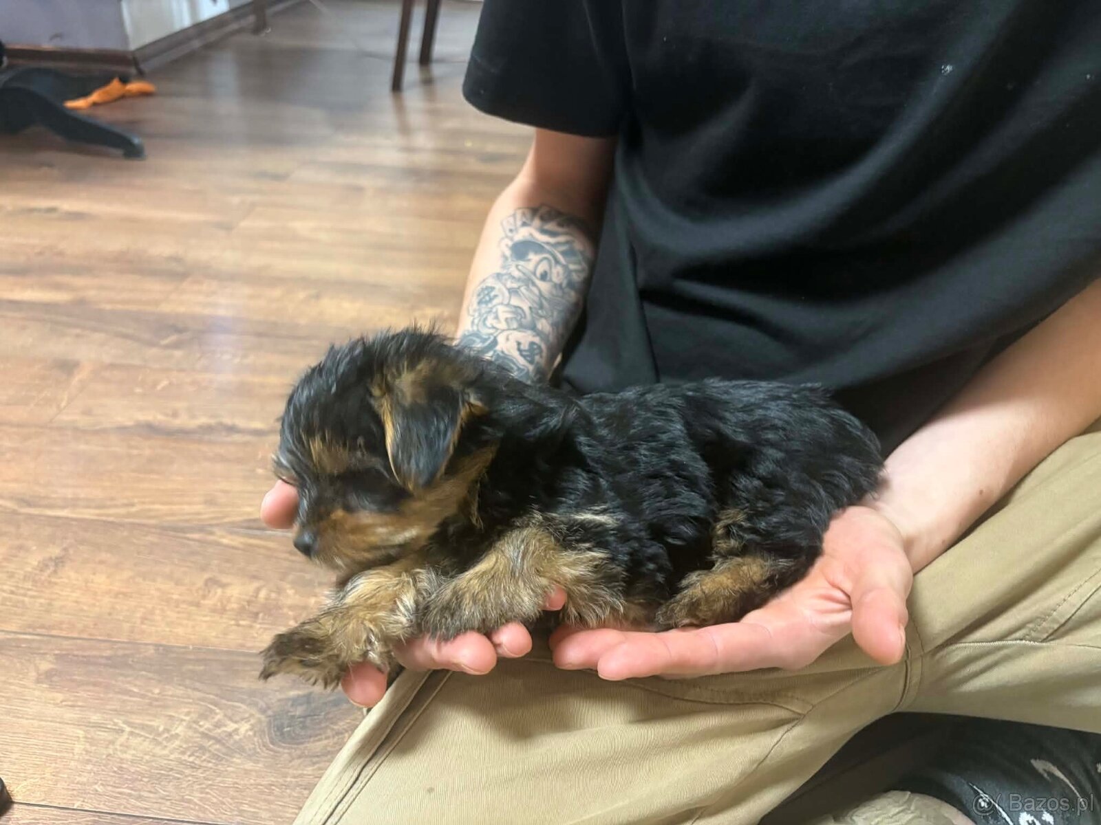 Yorkshire pieski szukają domu - 7