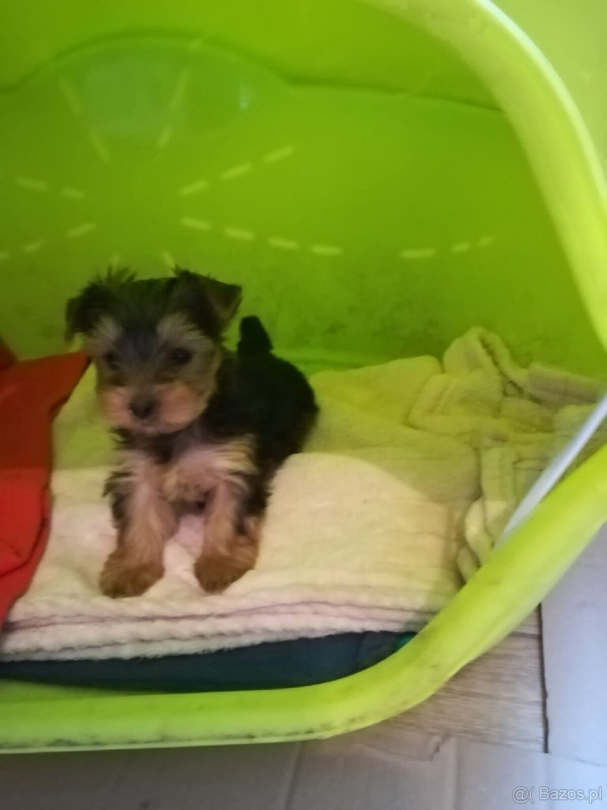 Sprzedam szczeniaki york terrier 2 pieski i 2 suczki - 7