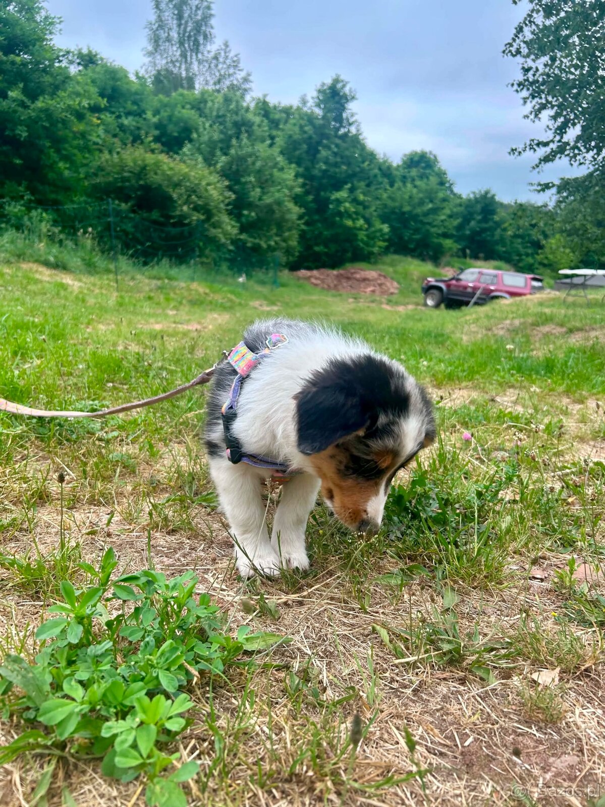 Border collie - 7