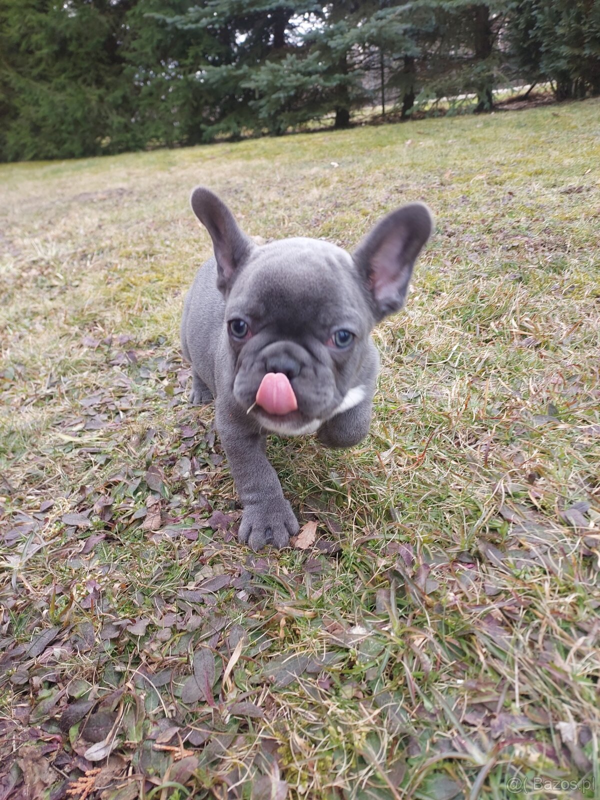 Buldog francuski suczki i pieski - 7