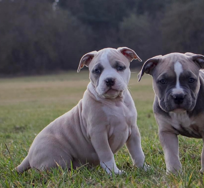 American Bully Standard - 7