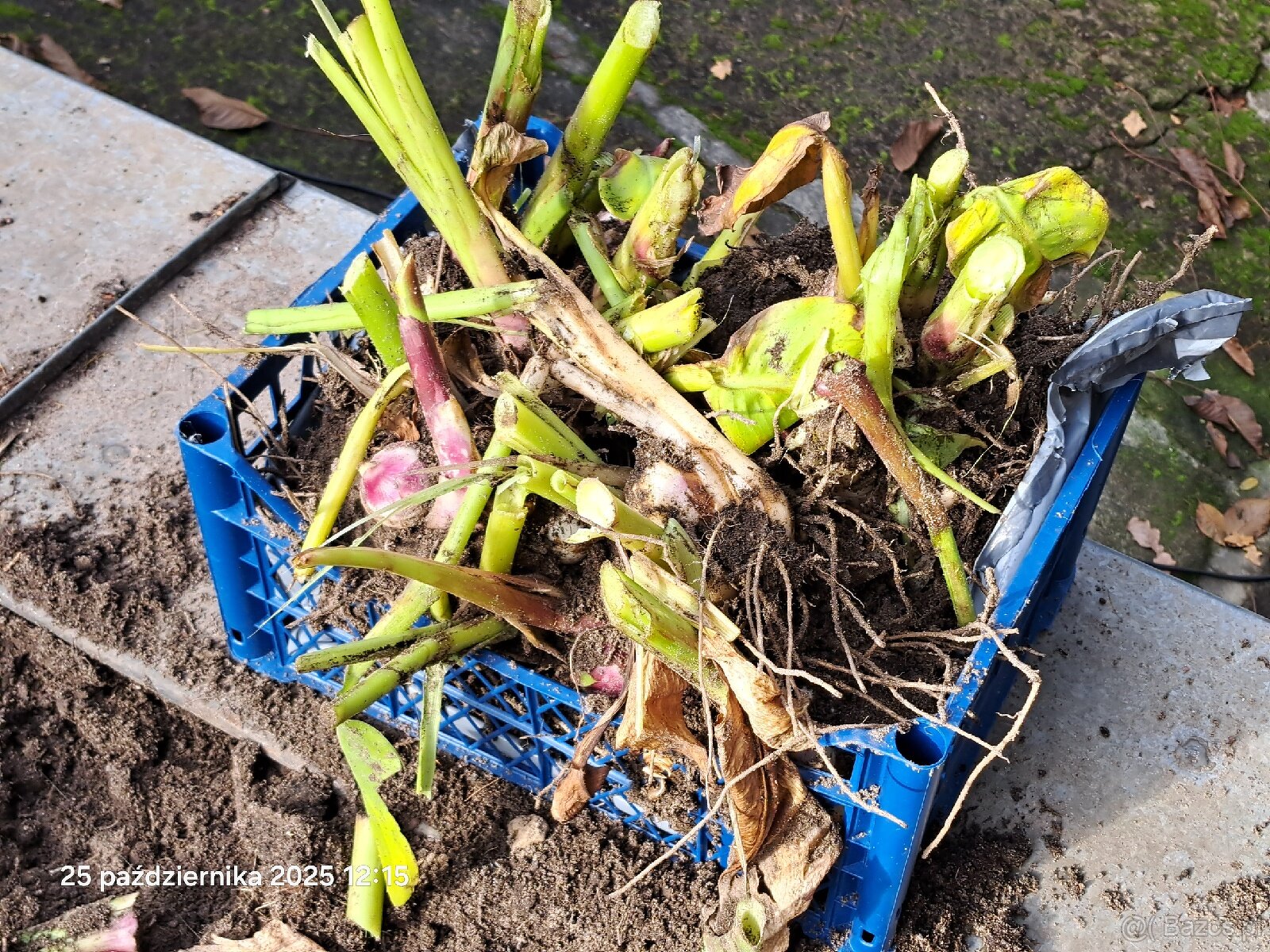 Kanny czerwone świeżo wykopane - 7