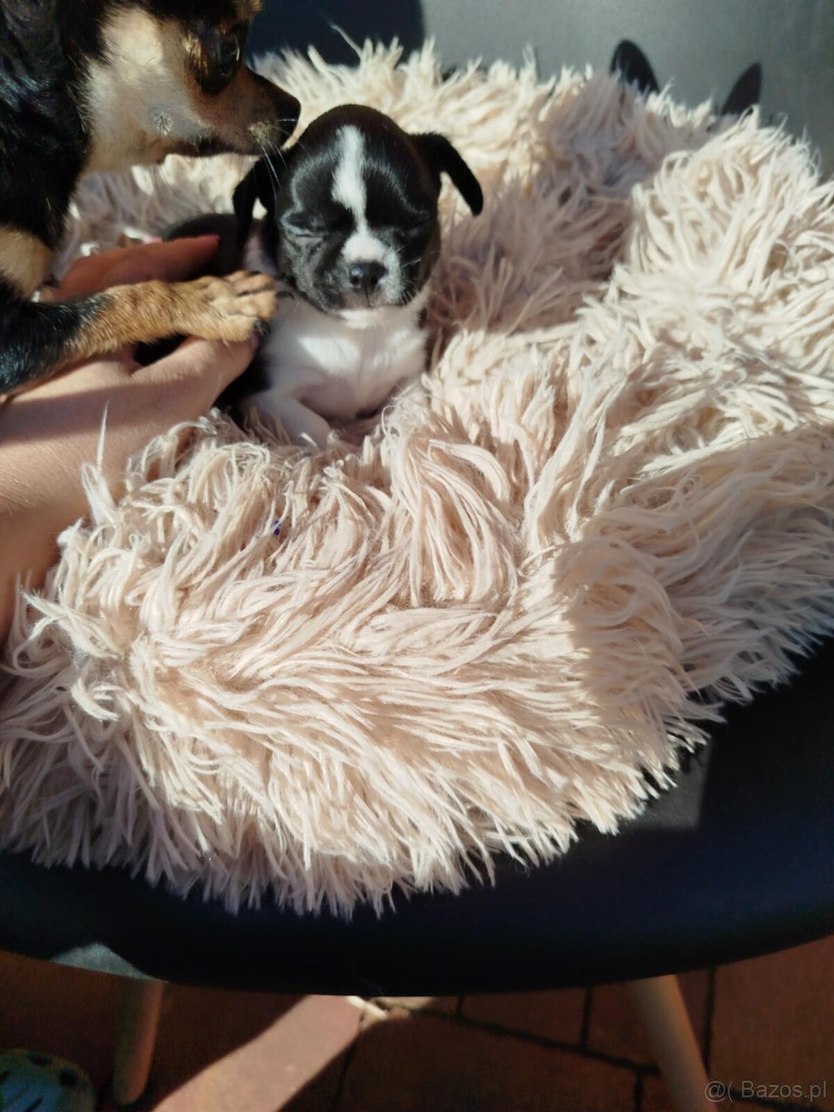 Piękny piesek chihuahua - 7