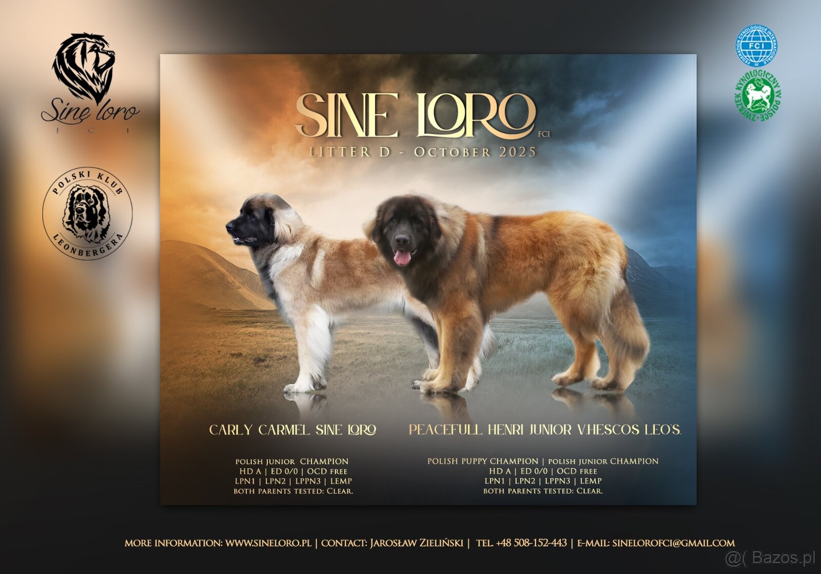 Leonberger szczeniaki - 7