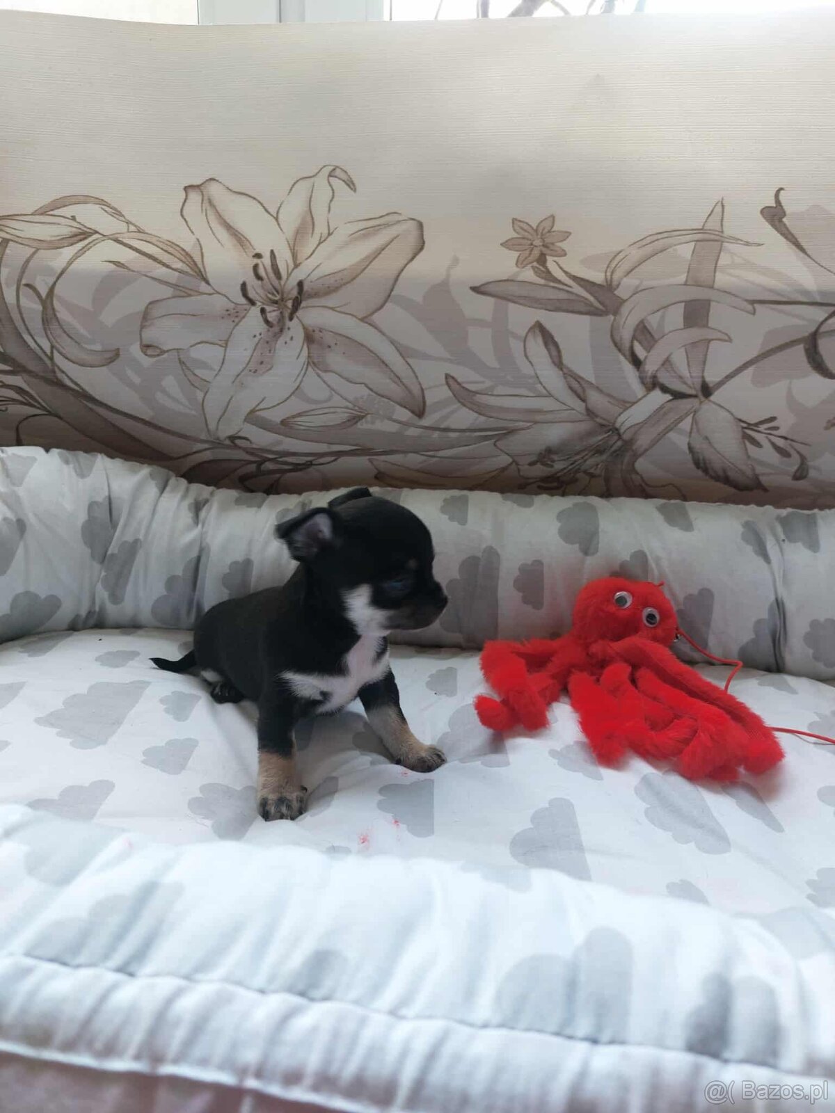 Śliczne suczki CHIHUAHUA - 7