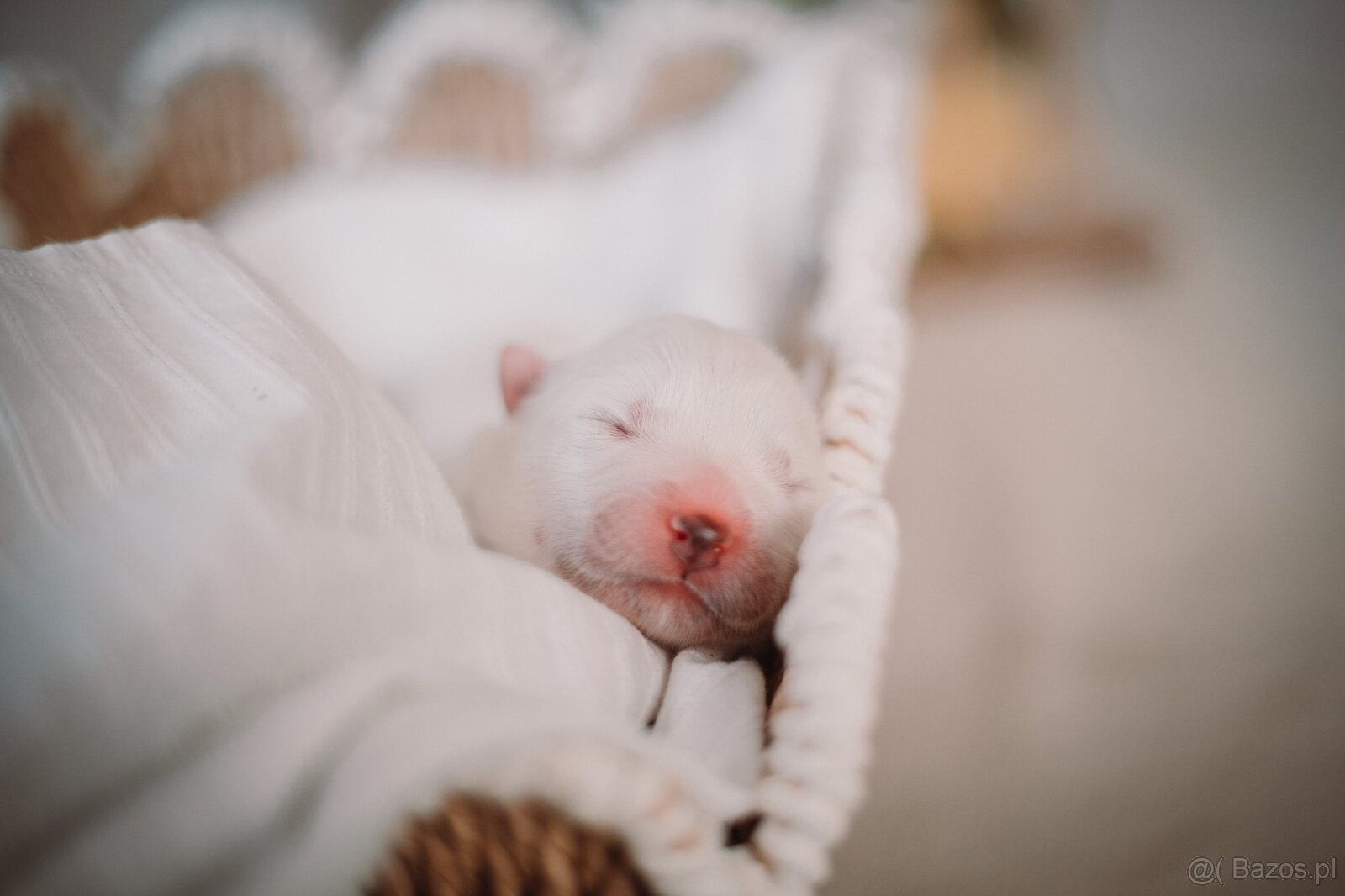 Samojed z FCI/PP – urodzone szczenięta z wyjątkowego skojarz - 7