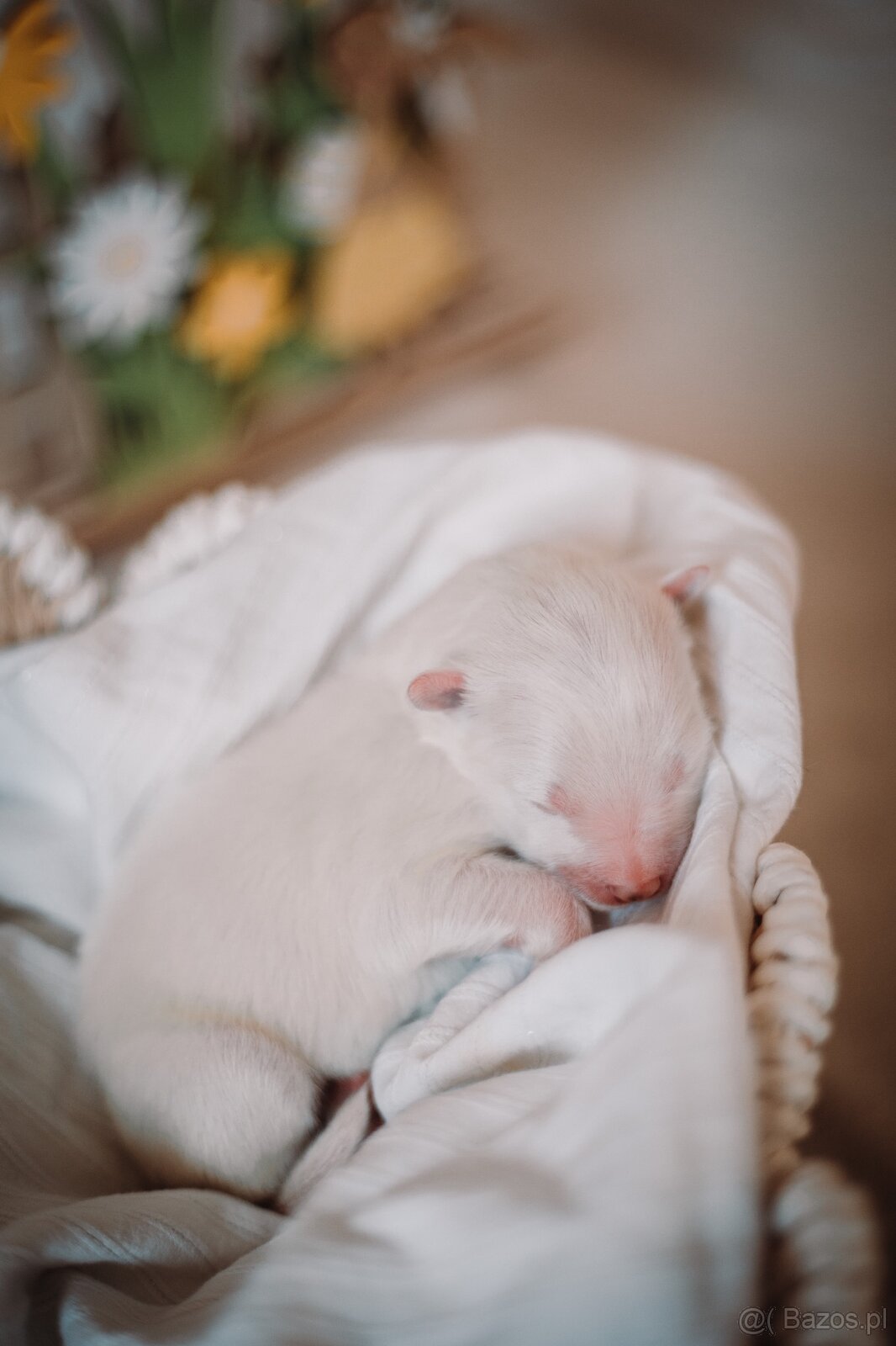 Samojed z FCI/PP – urodzone szczenięta z wyjątkowego skojarz - 7