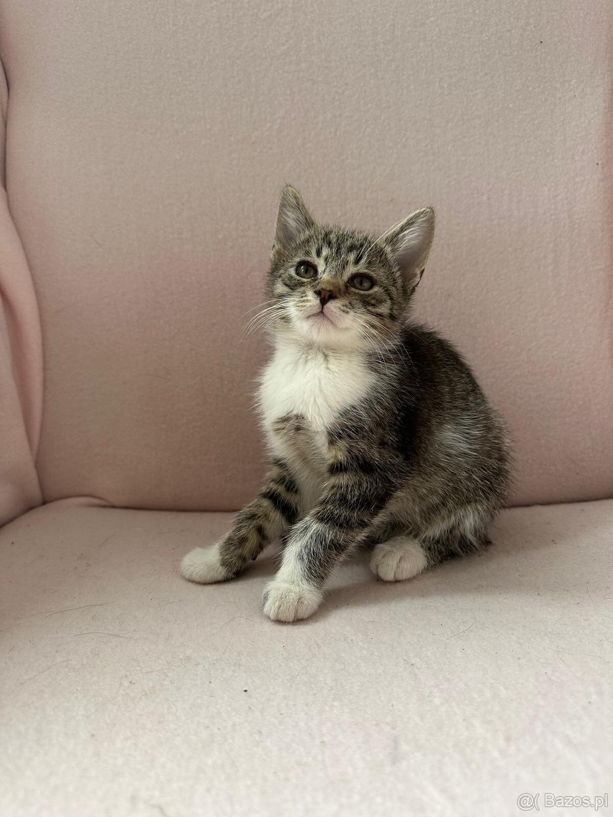 Oddam cztery małe kotki trzymiesieczne - 7