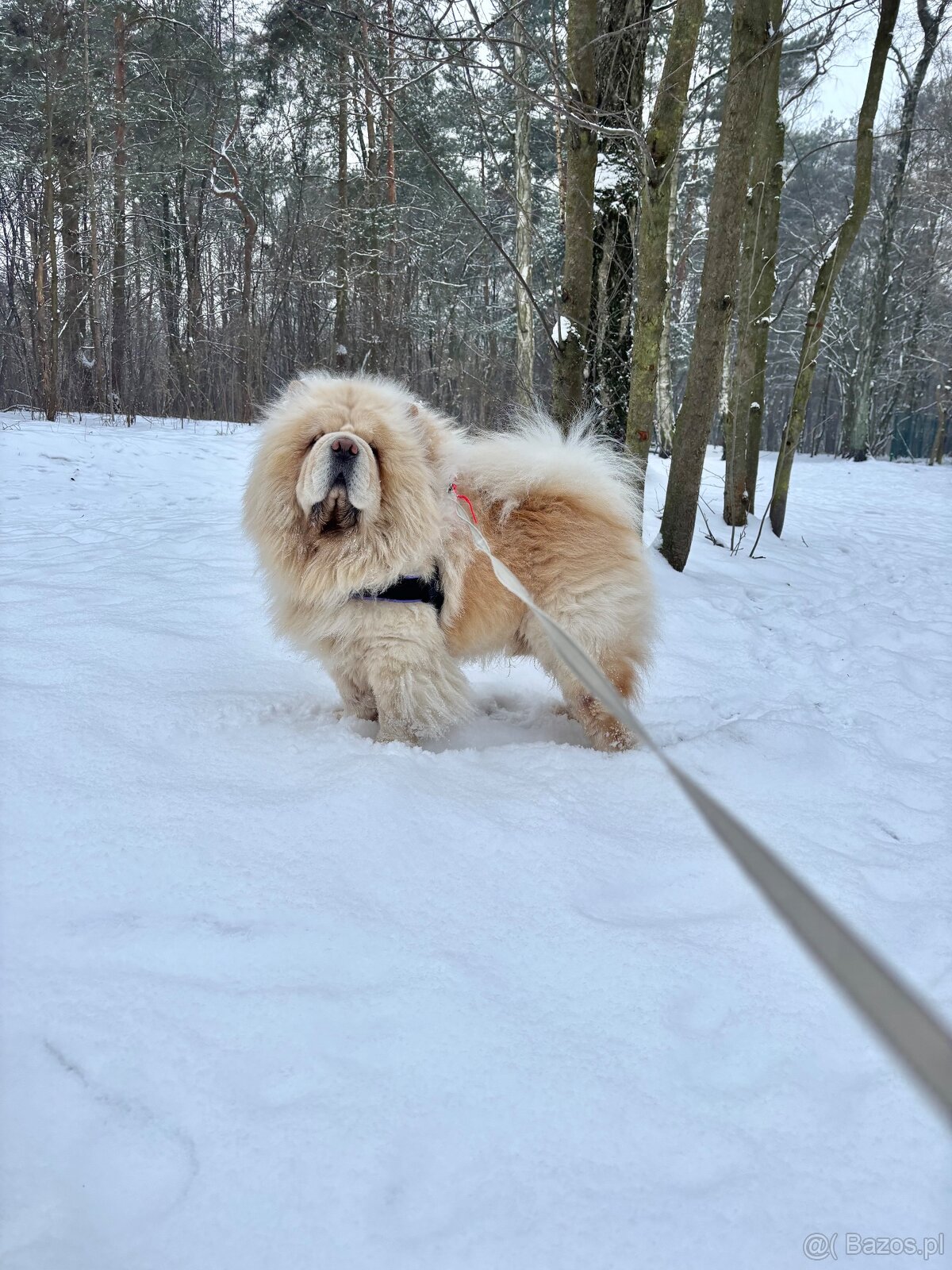 CHOW CHOW szczenięta kremowe - 7