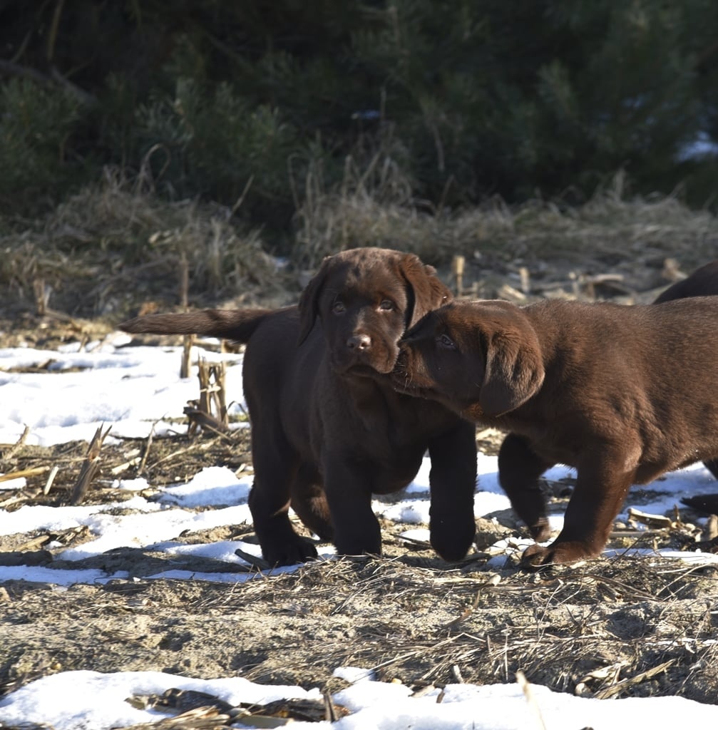 Labrador Retriever szczenie z rod ZKwP, FCI Badania Genetycz - 7