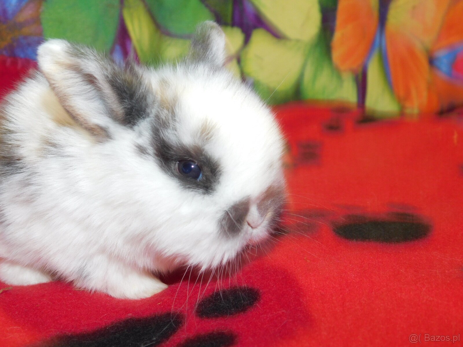 Białe króliczki z ciemną obwódką wokół oczu - 7