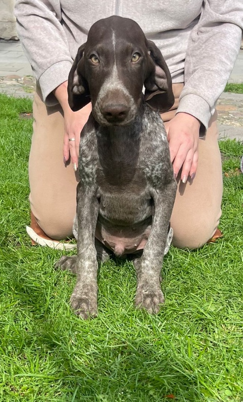 Szczeniaki wyżła niemieckiego krótkowłosego - 7