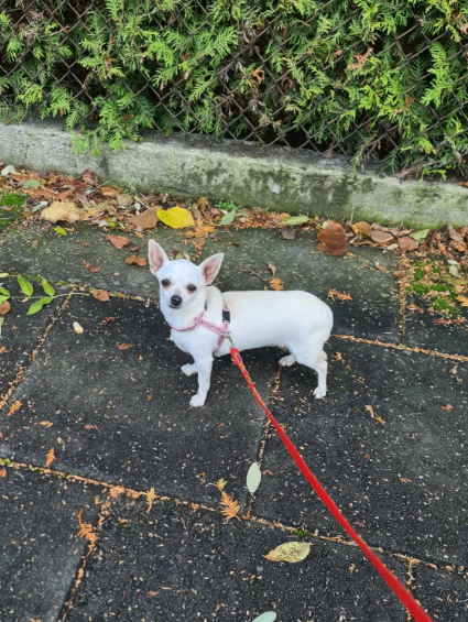 Chihuahua śliczny kremowo biały piesek - 7