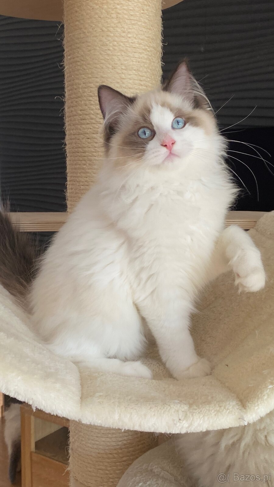 Kot kocurek Ragdoll - 7