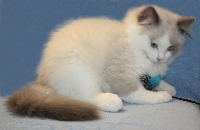 RAGDOLL koťátka: - 7