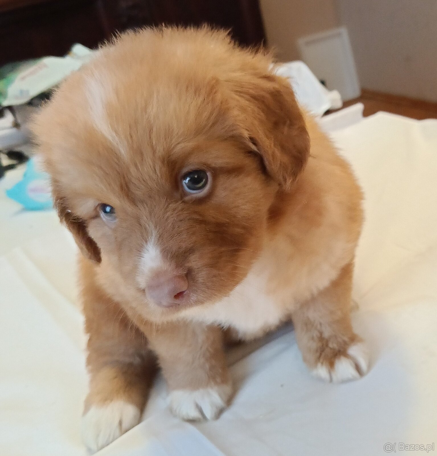 Nova Scotia Duck Tolling Retriever - szczeniaki - 7