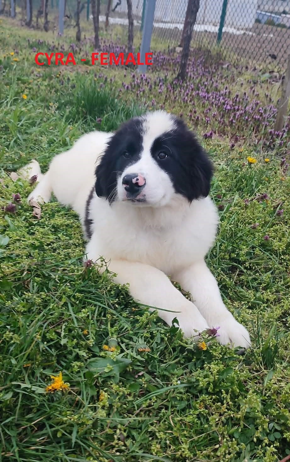 LANDSEER - 7