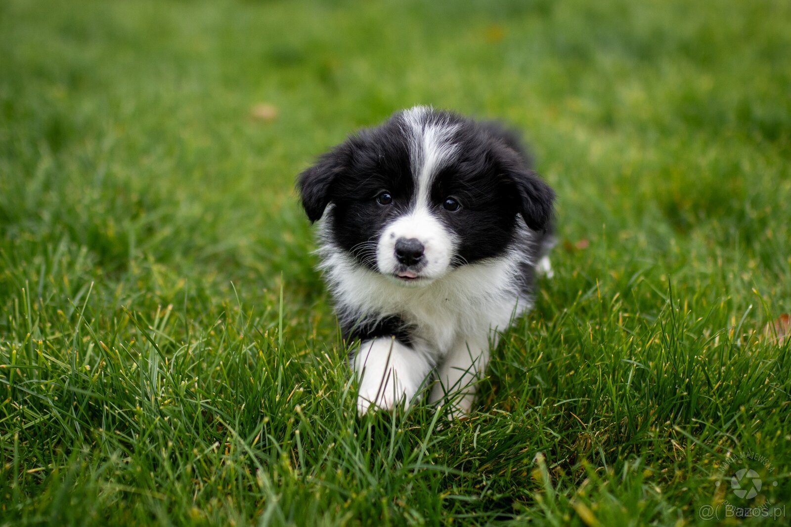 Border collie szczenięta hodowla Anidamara FCI - 7