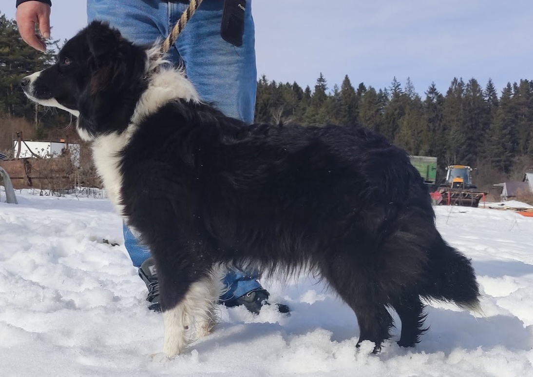 Piękny Rasowy Pies Border Collie - Szczeniak z pełną dok. z - 7