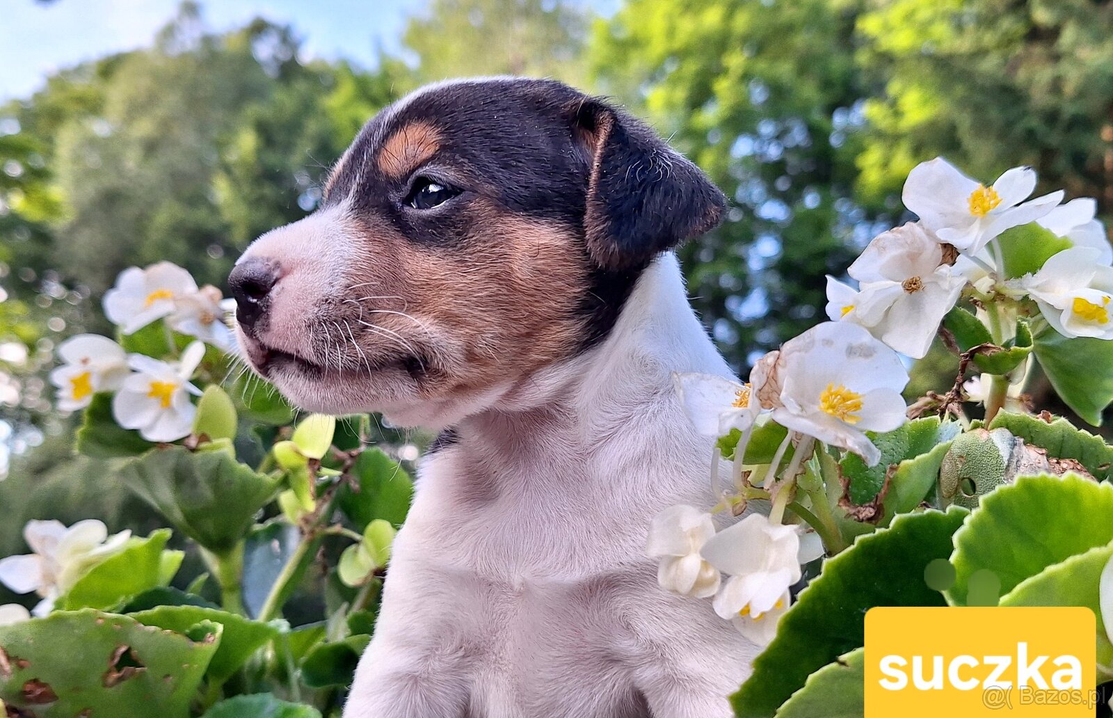Parson Russell Terrier ZKwP FCI - 7