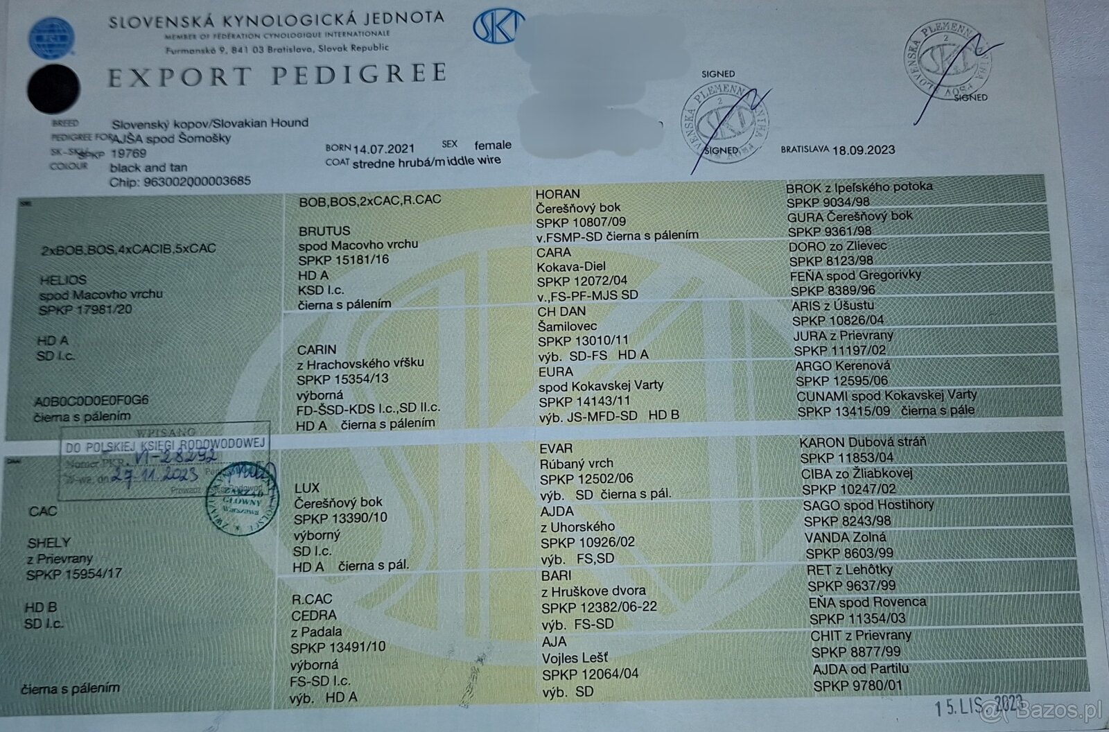 Gończy Słowacki KOPOV ZKwP FCI - 7