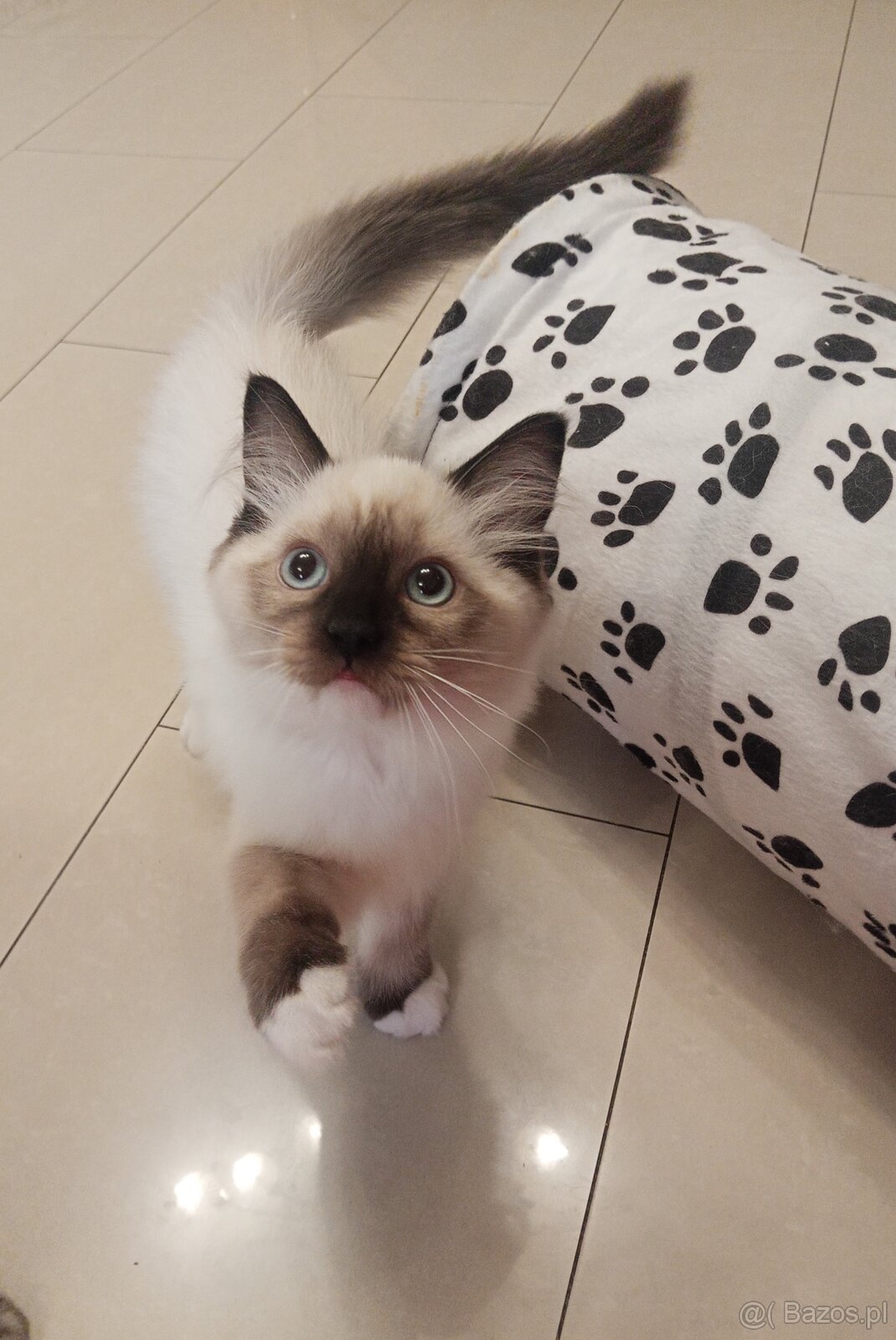 Kocurek Ragdoll LATTE FPL - 7