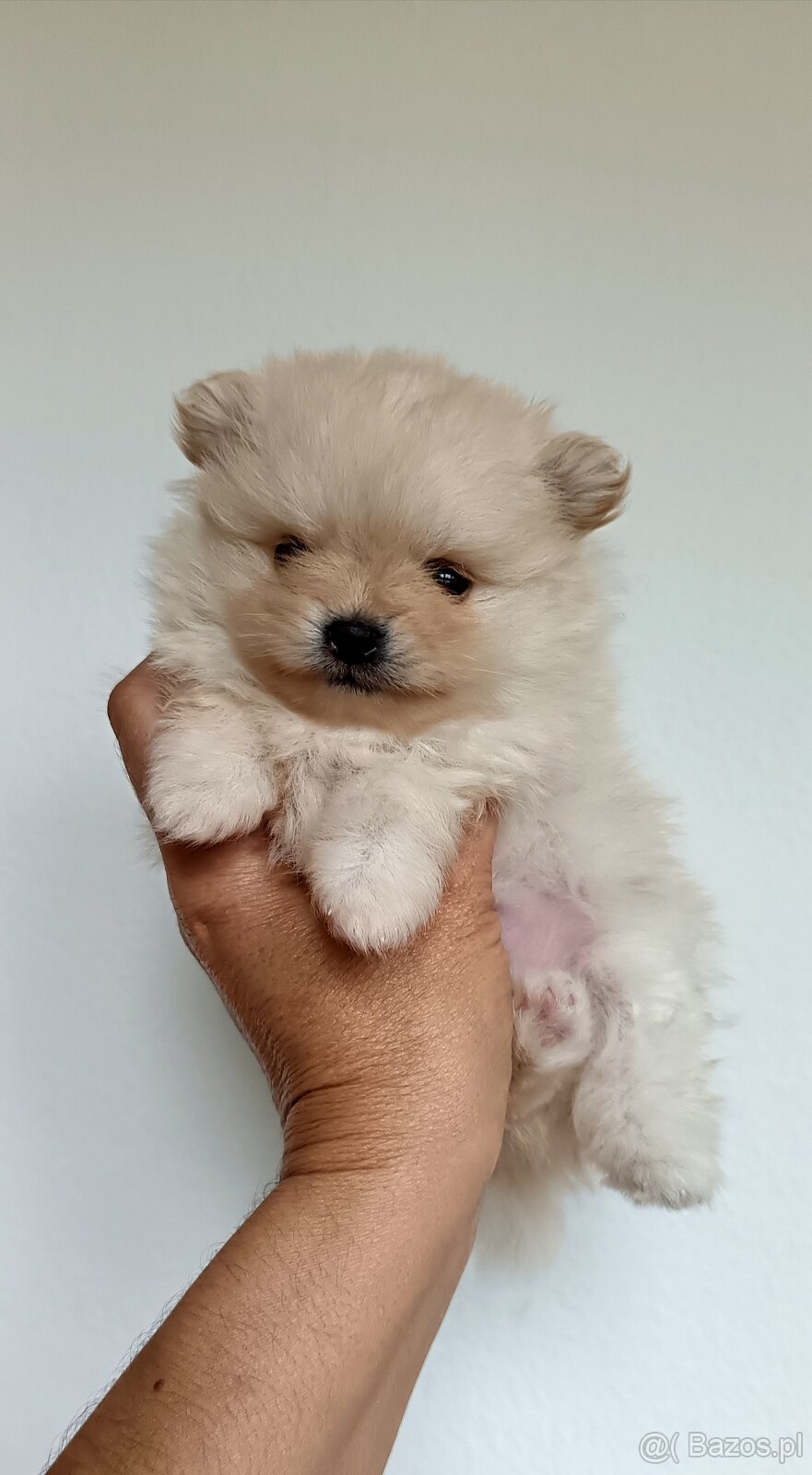 Štěňátka pomeranian s PP FCI - 7