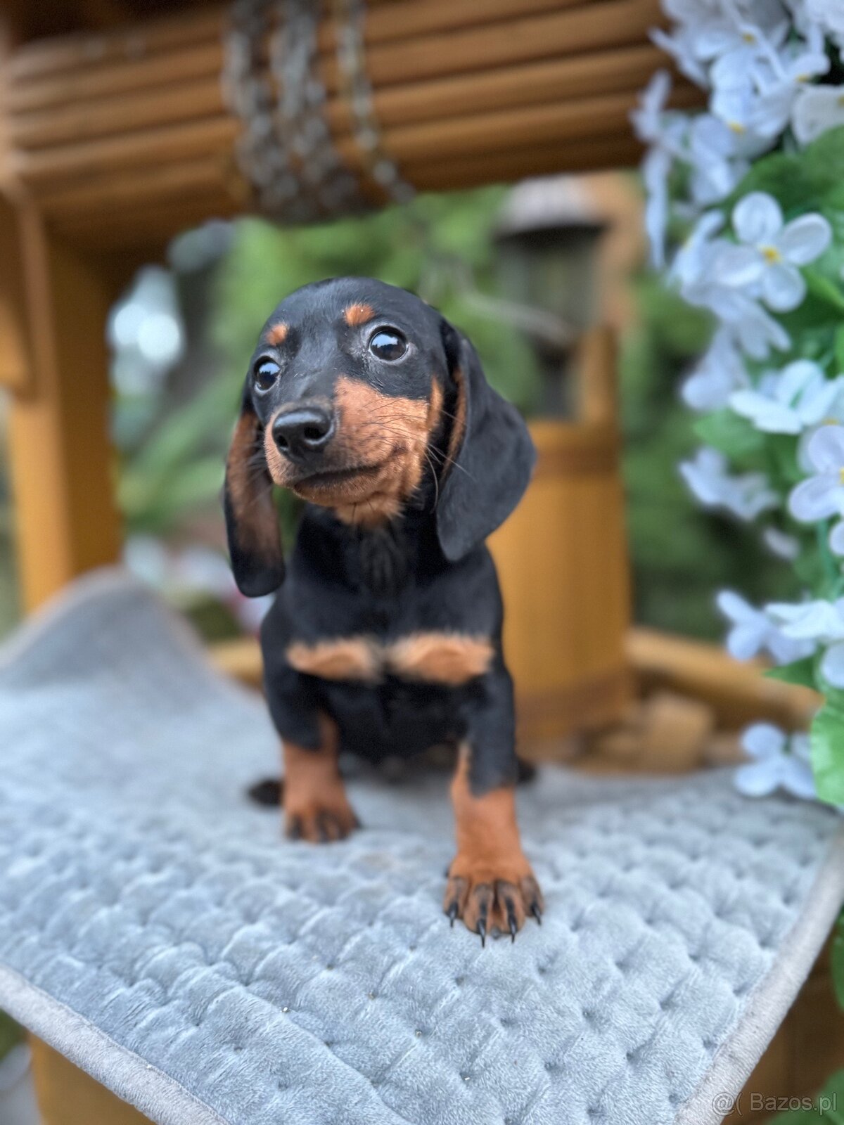 Piękna sunia jamnik miniaturowy standard z rodowodem - 7