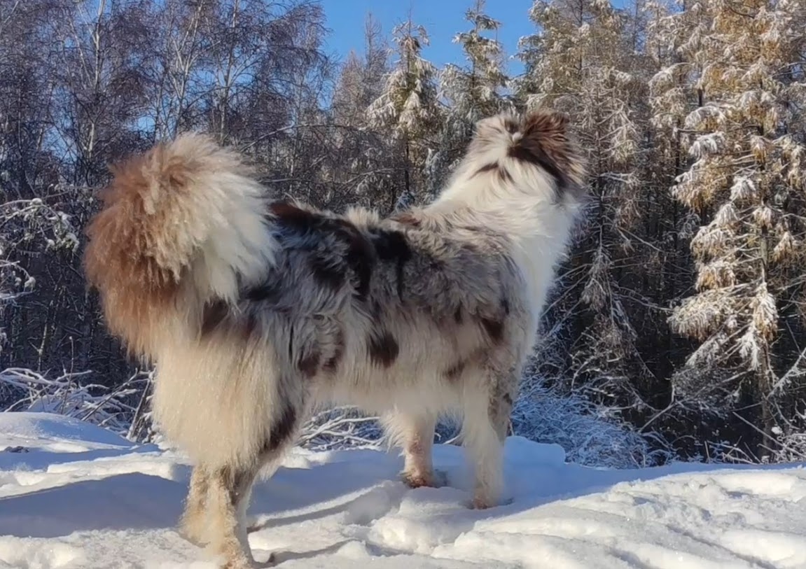 Rasowa suczka BORDER COLLIE z Hodowli - pełną dok. przebadan - 7