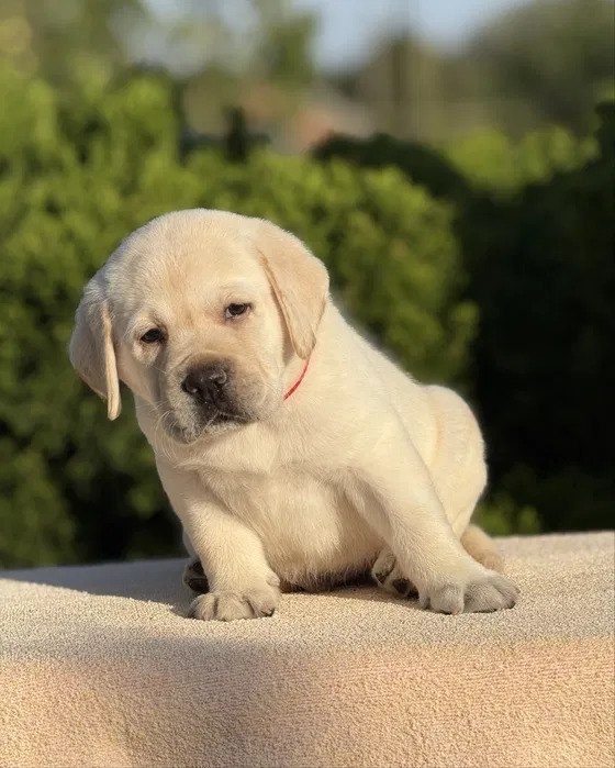 Niesamowite szczenięta labradora - 7