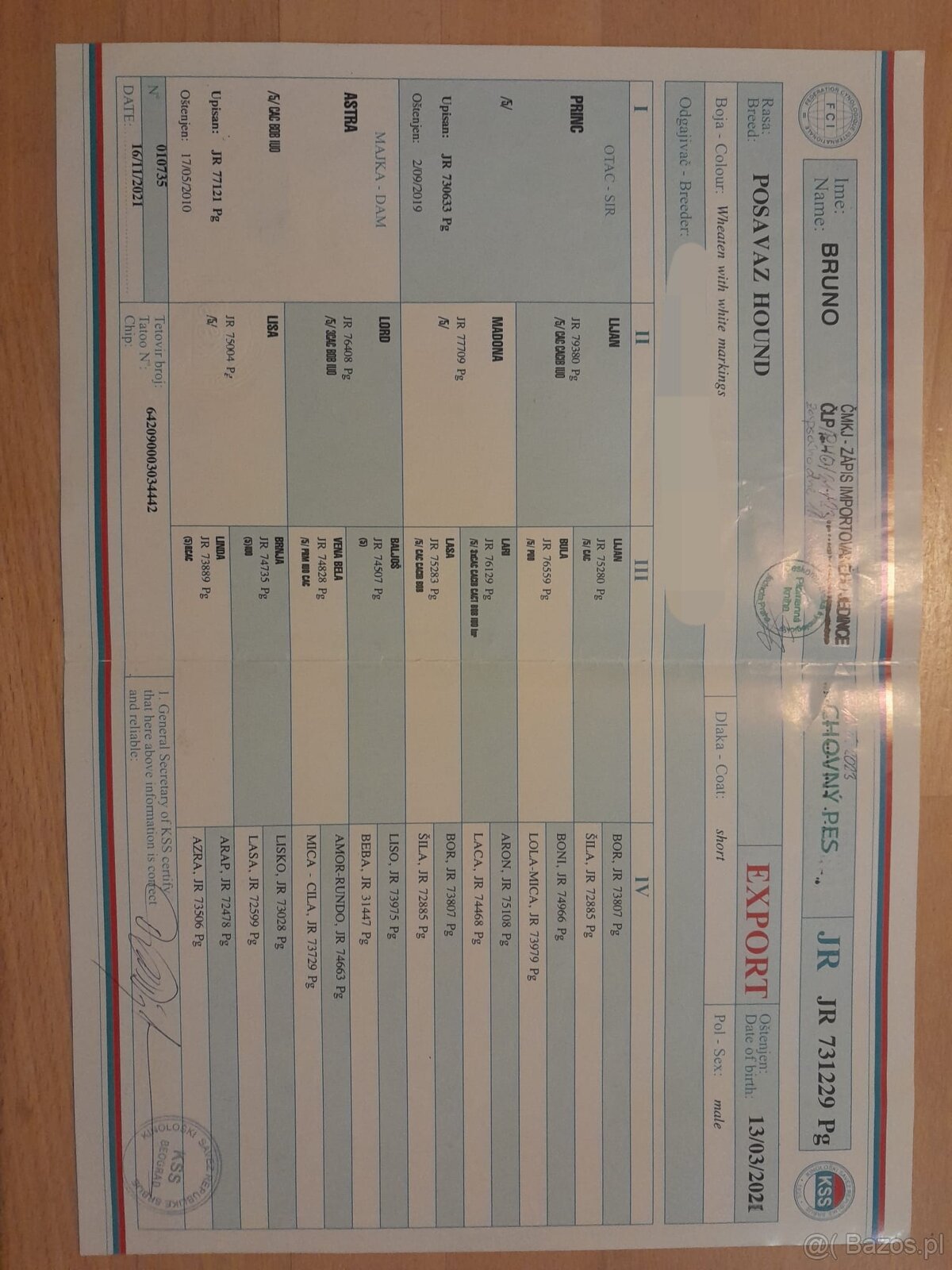 Szczeniaki Gończy Chorwacki ZKWP FCI - 7