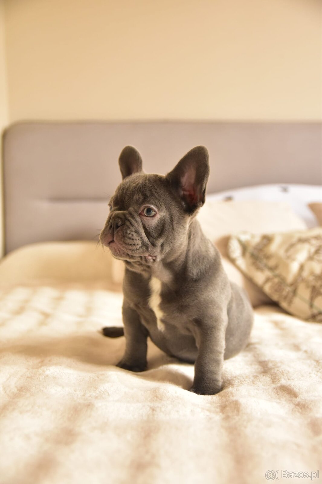 Buldog francuski sunia lilac - 7