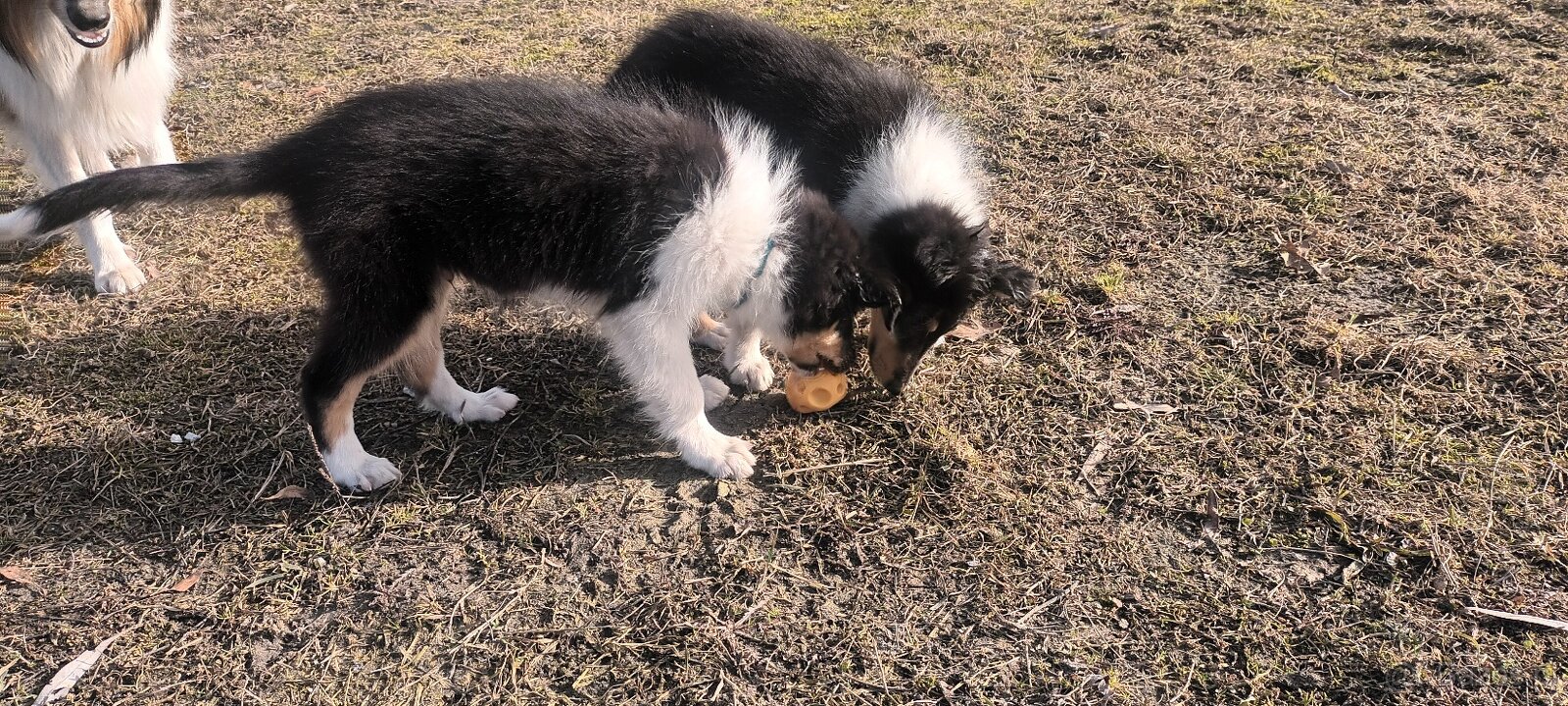 Szczeniaki owczarek szkocki - 7