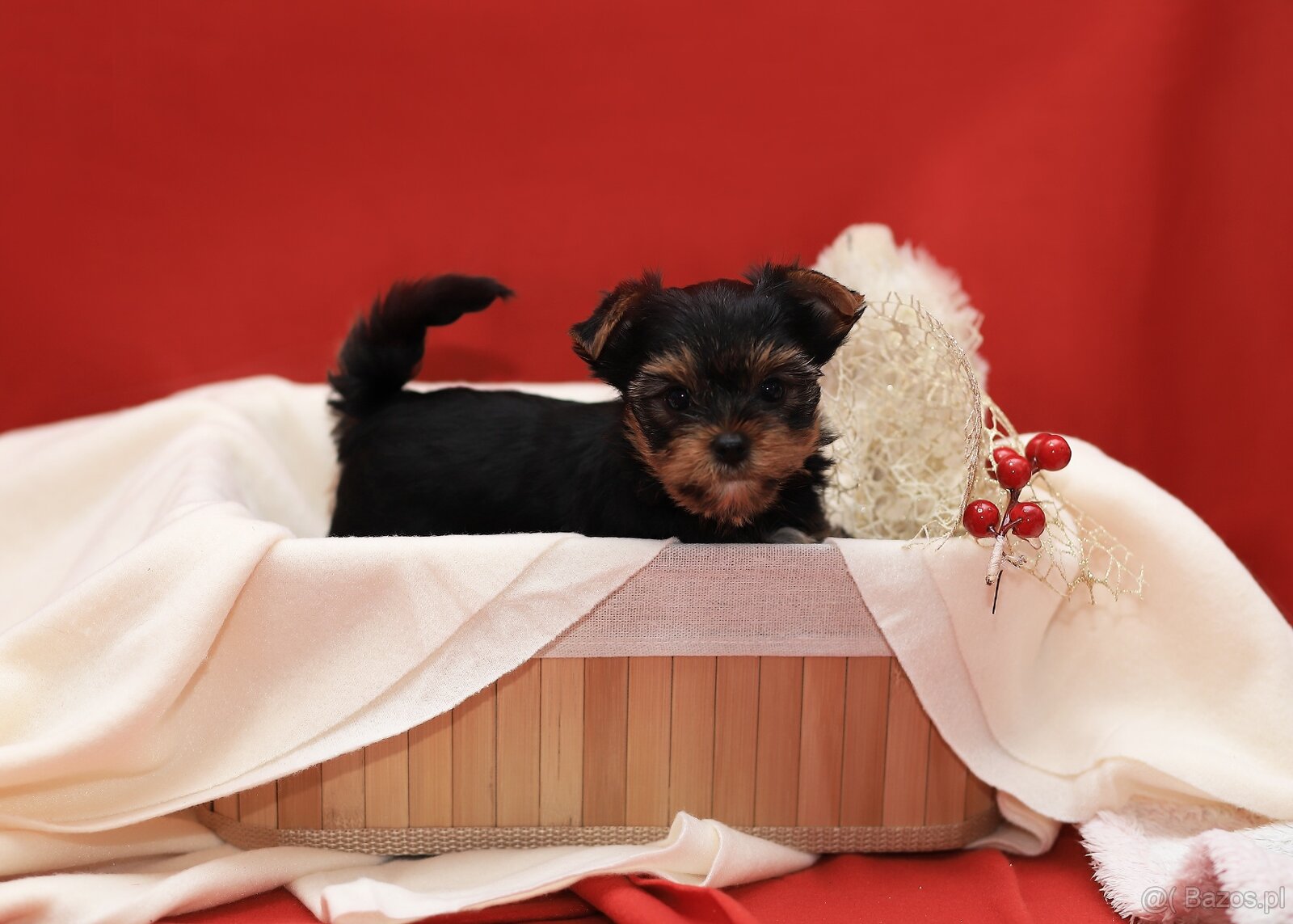 Alutka sunia Yorkshire Terrier - 7