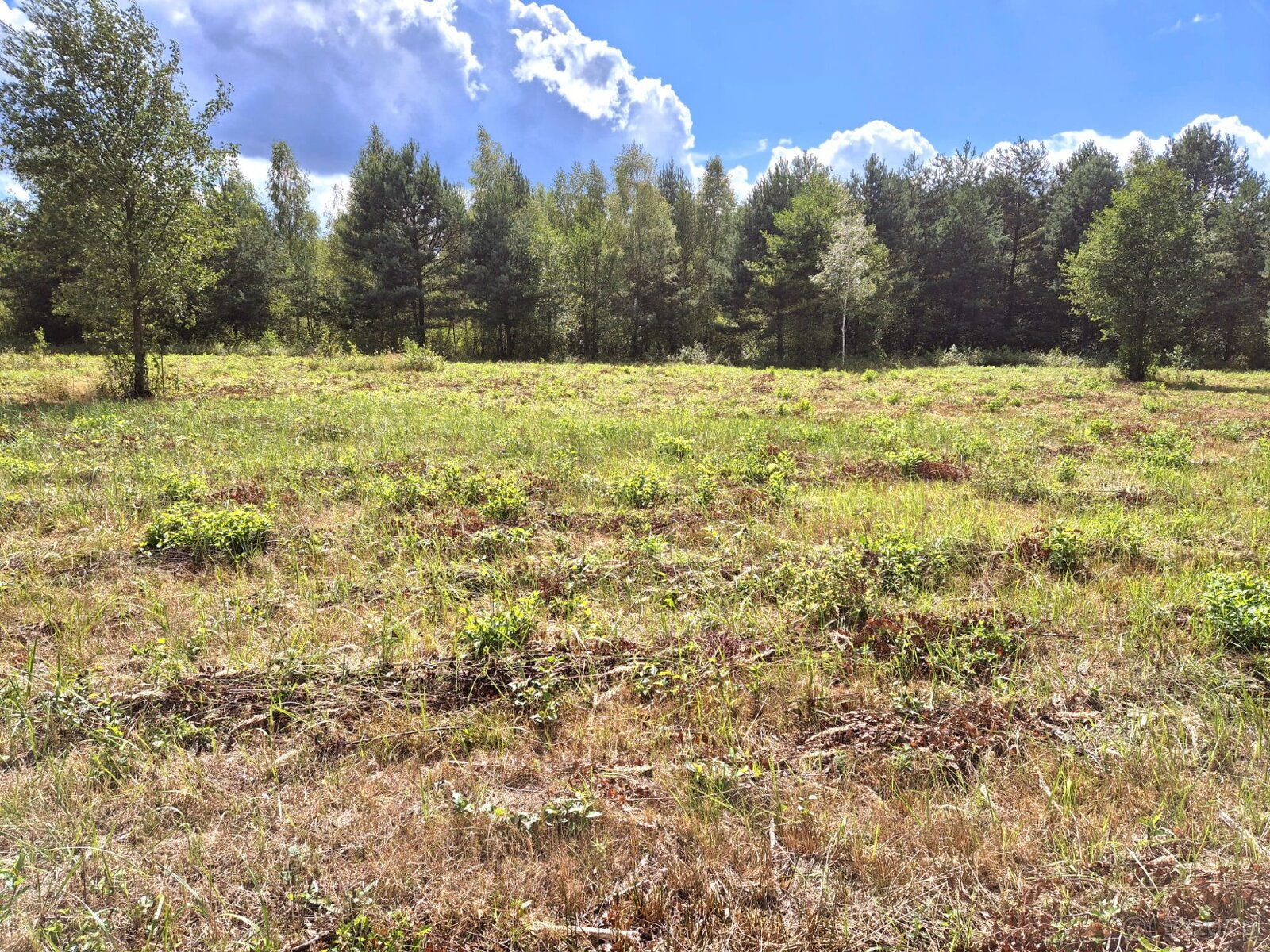 Dom Parterowy - Franciszków-w obok Bolimowskiego Parku - 7