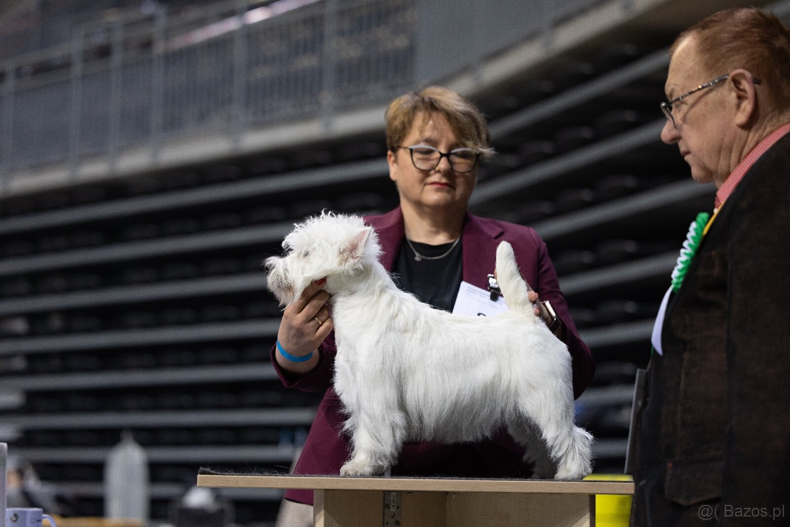 west highland white terrier - 7
