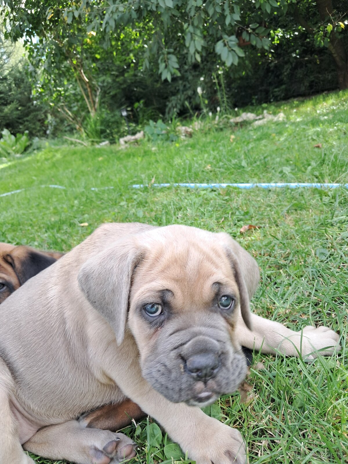 Urocze Cane Corso - 7