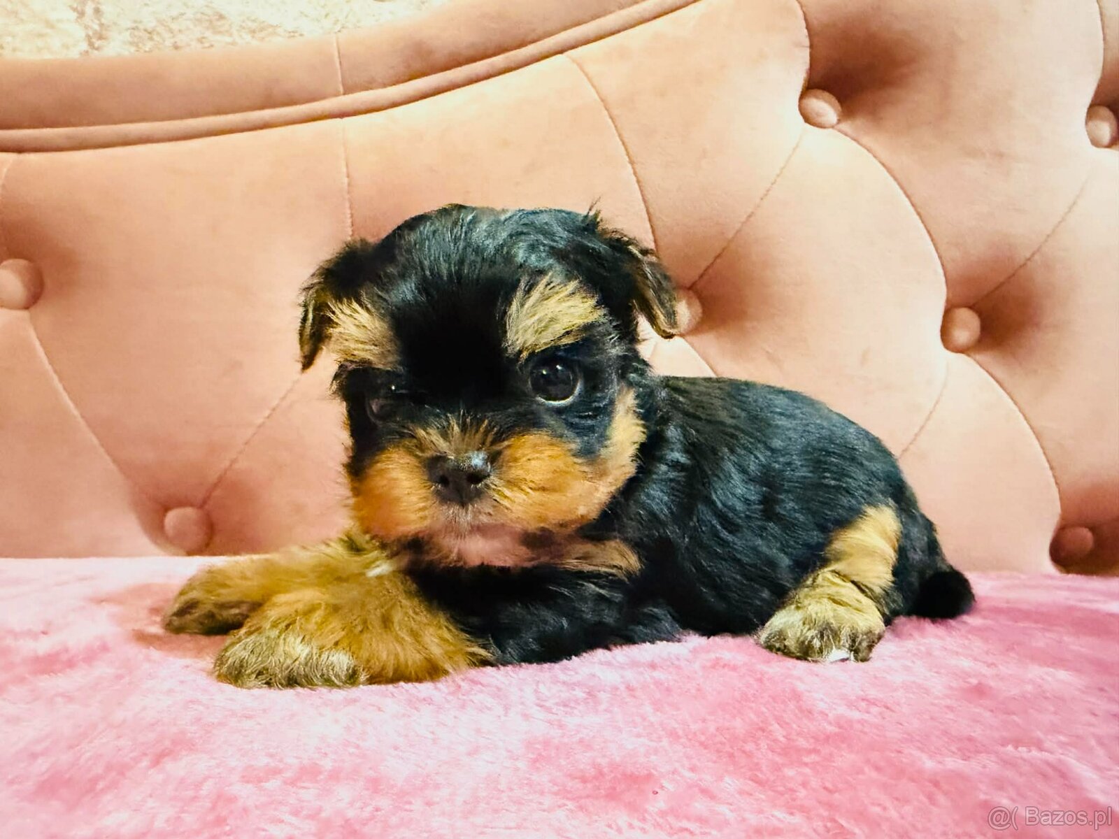 York Mega Piękny Luxusowy. Cudna Buzia. - 7