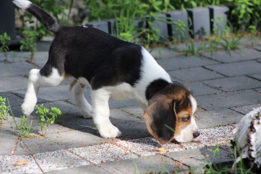 Piesek Beagle ZKwP (FCI) po Championie - 7