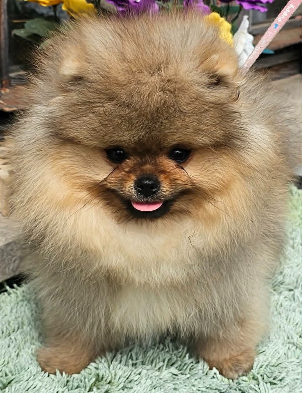Szpic miniaturowy pomeranian piękne szczenięta. - 7